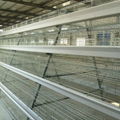 automatic equipment egg laying chicken