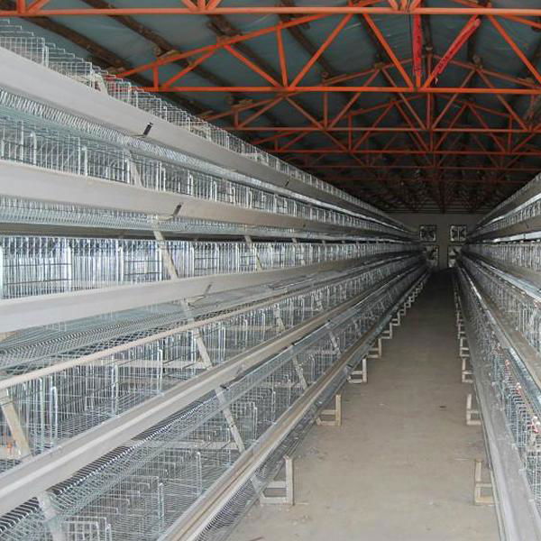 automatic equipment egg laying chicken cages 2