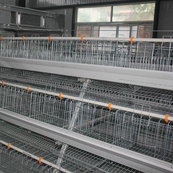 automatic equipment egg laying chicken cages 4