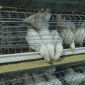 chicken eggs layer cage  for chiken farm 1