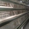 chicken eggs layer cage  for chiken farm 2