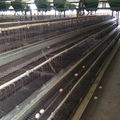 chicken eggs layer cage  for chiken farm 5