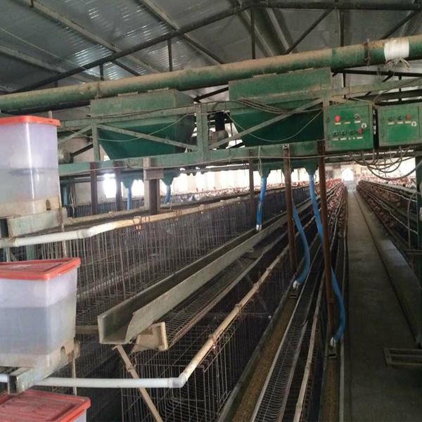 galvanized - chicken hexagonal wire mesh stackable cage in zimbabwe poultry farm 5