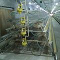 galvanized - chicken hexagonal wire mesh stackable cage in zimbabwe poultry farm 4