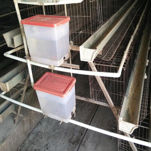 galvanized - chicken hexagonal wire mesh stackable cage in zimbabwe poultry farm 3