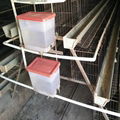 galvanized - chicken hexagonal wire mesh stackable cage in zimbabwe poultry farm 3