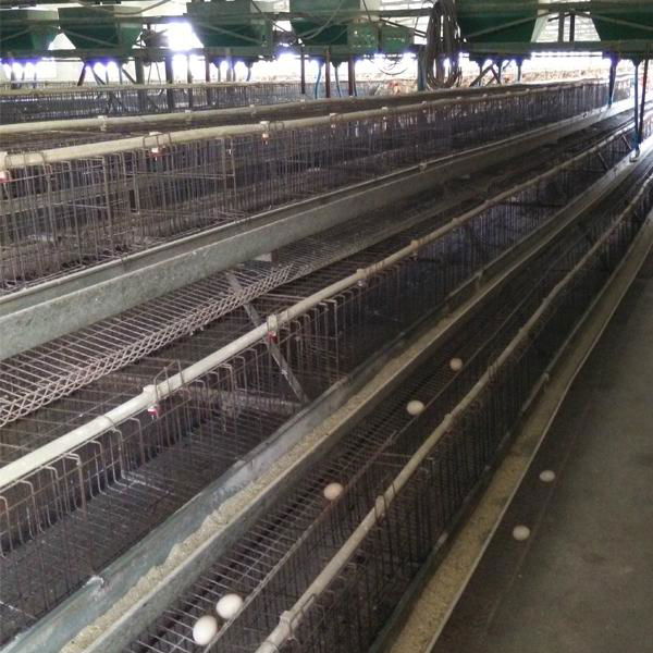 galvanized - chicken hexagonal wire mesh stackable cage in zimbabwe poultry farm 2