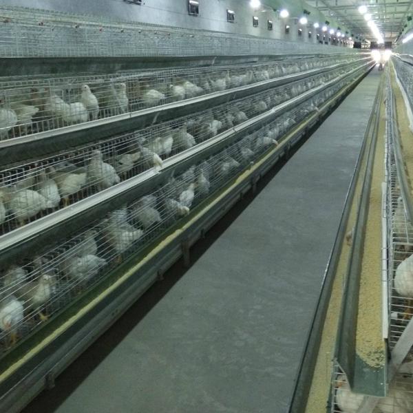 galvanized - chicken hexagonal wire mesh stackable cage in zimbabwe poultry farm