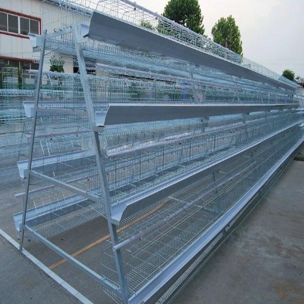uae chicken farm building poultry layer equipment for sale 2