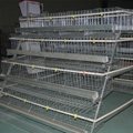 uae chicken farm building poultry layer equipment for sale 3