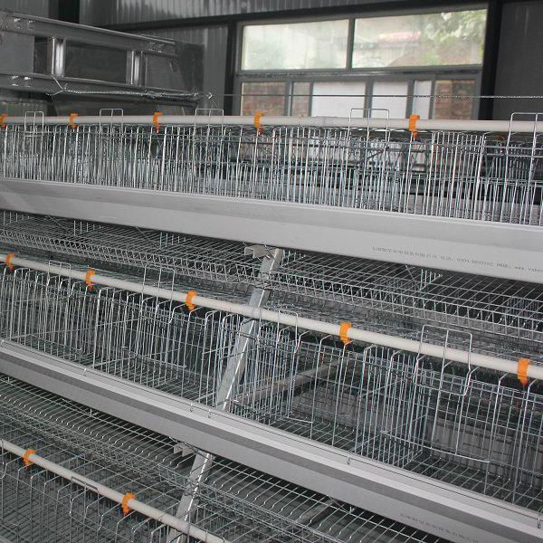 uae chicken farm building poultry layer equipment for sale 4