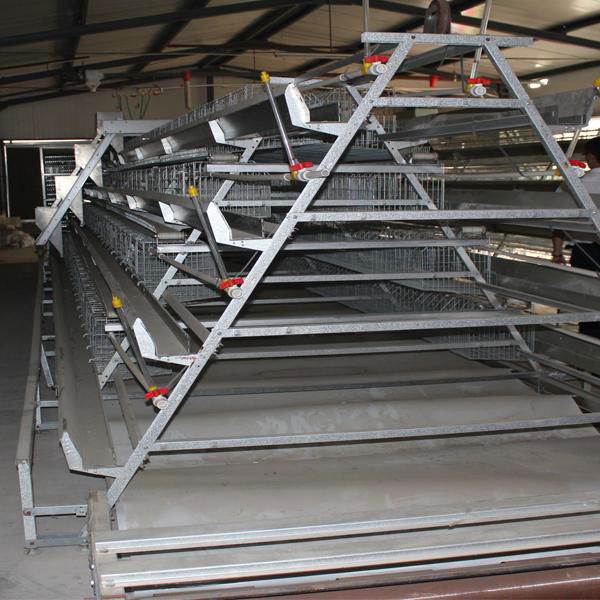 uae chicken farm building poultry layer equipment for sale 5