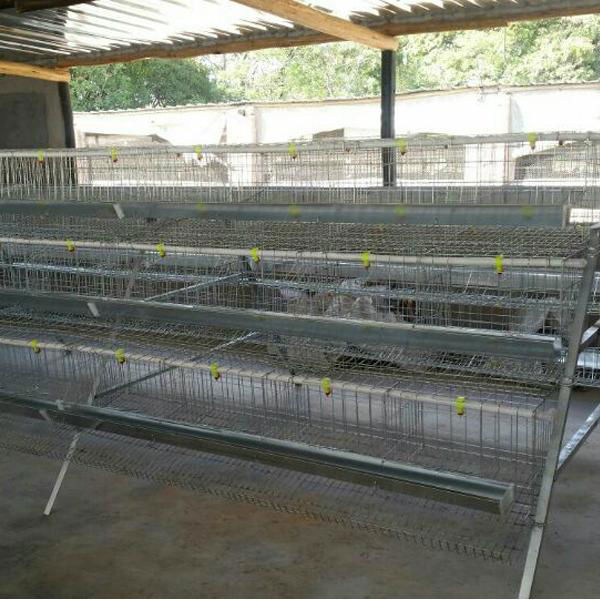 uganda poultry farm chicken cages for broilers
