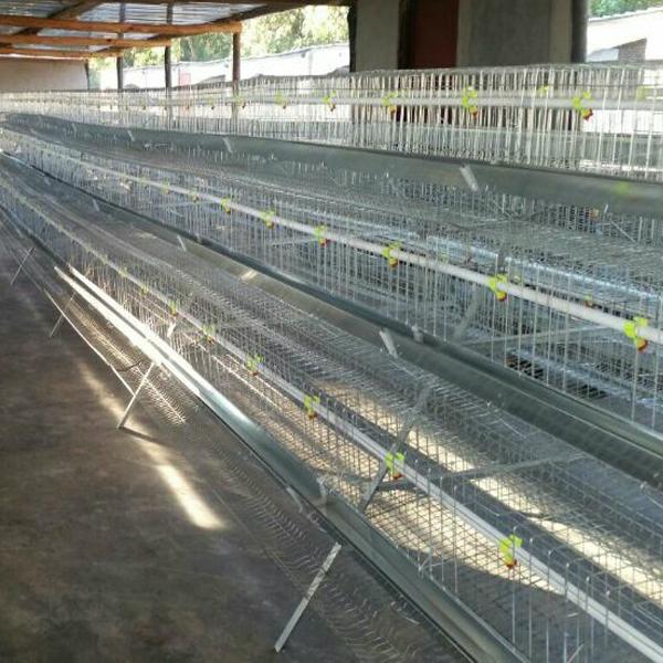 uganda poultry farm chicken cages for broilers 3