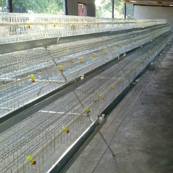 uganda poultry farm chicken cages for broilers 5