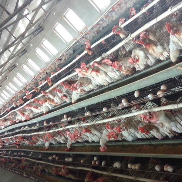 galvanized iron wire material chicken laying cage 2