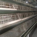 galvanized iron wire material chicken laying cage 3