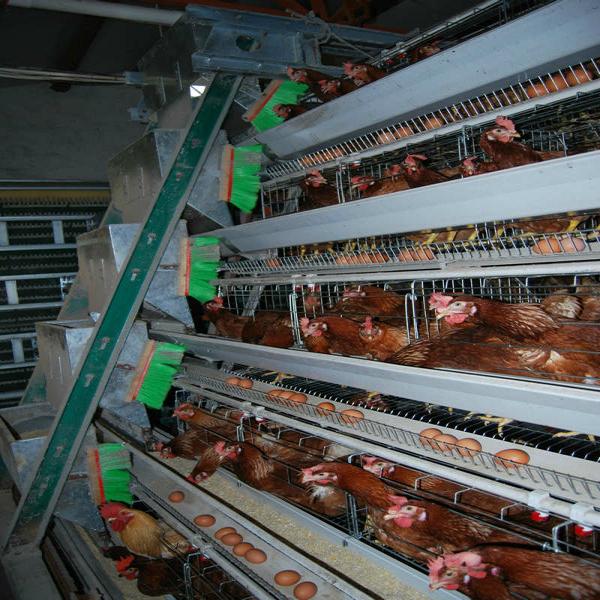 commercial plastic poultry used chicken cage for sale YZC19 YIZE