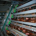 commercial plastic poultry used chicken cage for sale 3