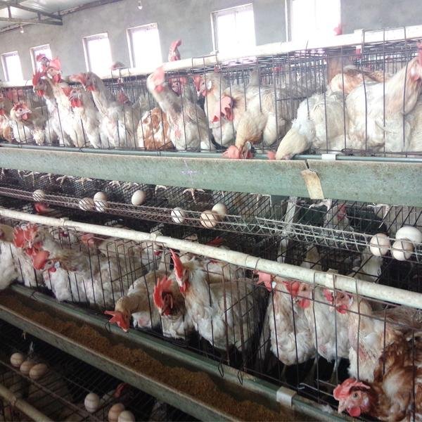 poultry farm house chicken cage for kenya