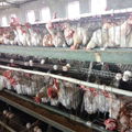 poultry farm house chicken cage for