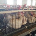 poultry farm house chicken cage for kenya 2