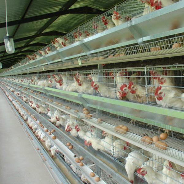poultry farm house chicken cage for kenya YZC20 YIZE (China