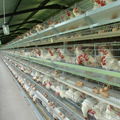 poultry farm house chicken cage for kenya 3