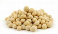 SOYBEAN 1