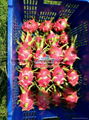 Fresh/ Dried/ Frozen Dragon fruit (Pitaya)