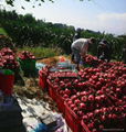 White flesh Dragon fruit (Pitaya) 2