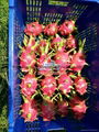 White flesh Dragon fruit (Pitaya) 1