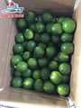 Fresh Seedless Lime/ Lemon