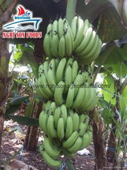 Cavendish Banana/ Green Banana premium quality