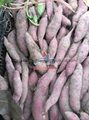 SWEET POTATO