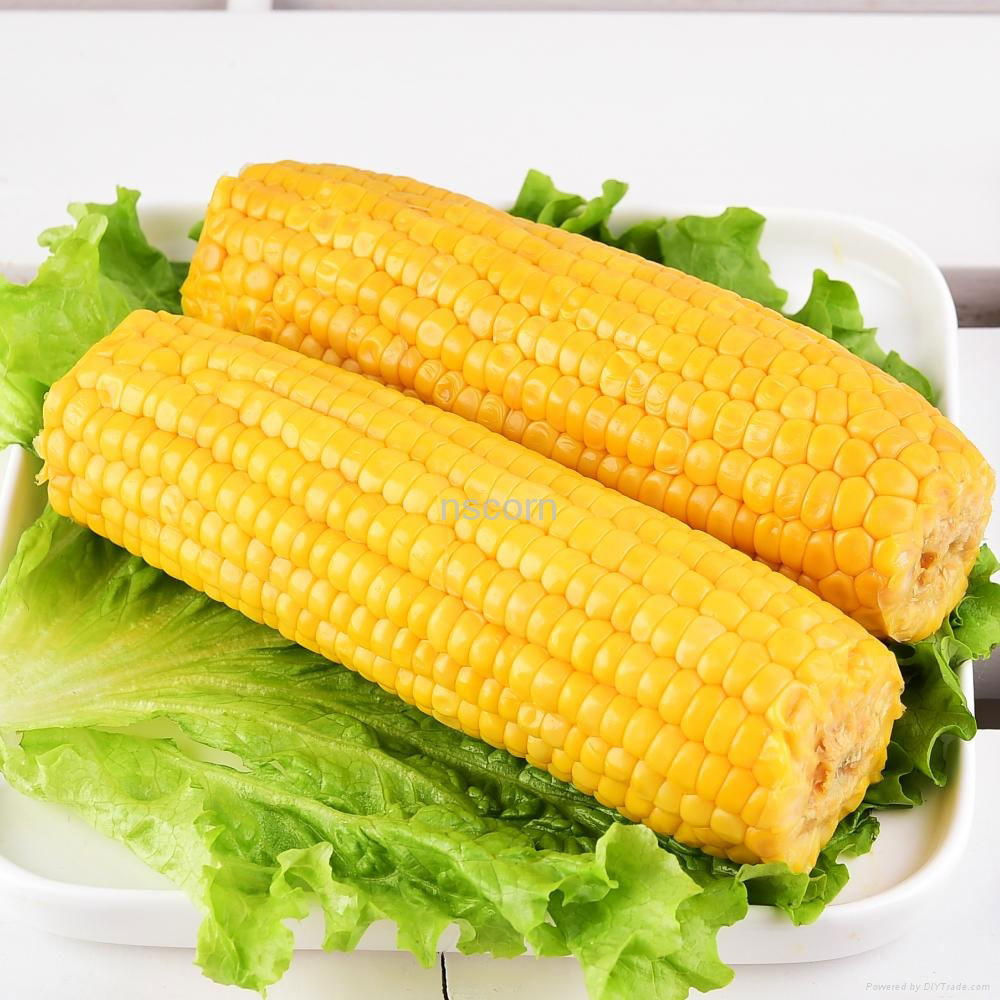 Vacuum Packed Sweet Corn Cobs Non-GMO 2