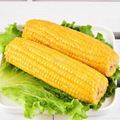 Vacuum Packed Sweet Corn Cobs Non-GMO 2