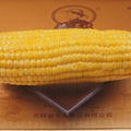 Vacuum Packed Sweet Corn Cobs Non-GMO 3