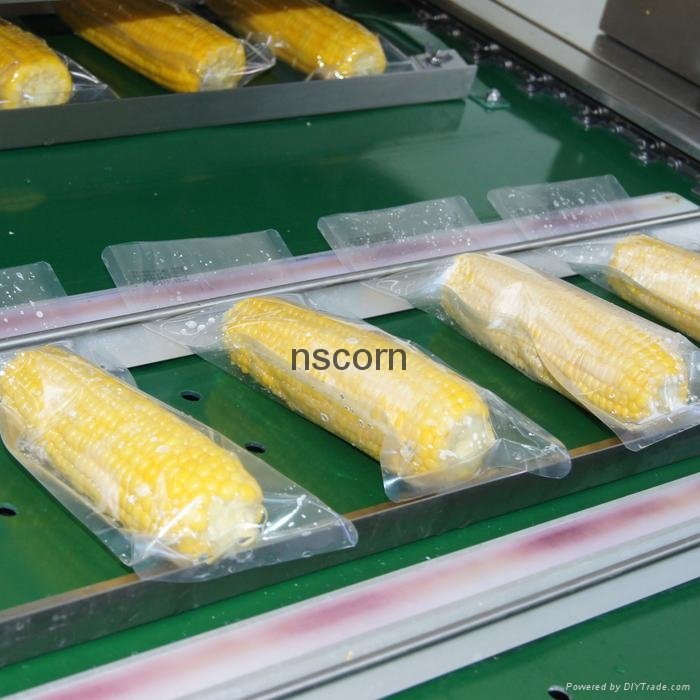 Vacuum packed fresh non gmo sweet corn cobs 4