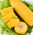 Sweet corn in China 2