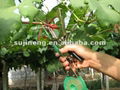 garden hand tying machine 2