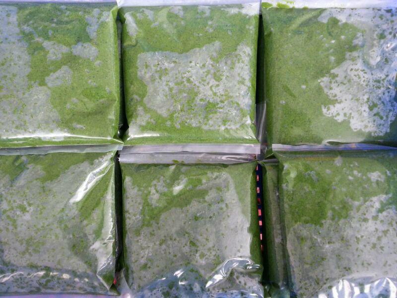 Cassava leaves with premium quality and best price 2