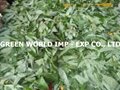 Cassava leaves with premium quality and best price 4