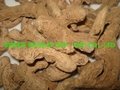 Dried gingger for sale/ best price and premium quality 5