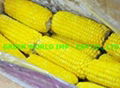 Frozen CORN with premium quality and cheap price 1