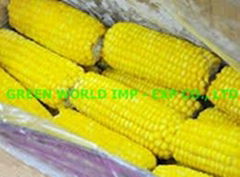 Frozen CORN with premium quality and cheap price