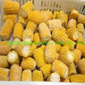 Frozen CORN with premium quality and cheap price 5