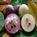 FROZEN STAR APPLE - HOT FOR EXPORT