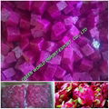 FRESH FROZEN DRAGON FRUIT GOOD FOR HEALTHY 1