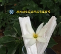 硅酸鈣肥100目fertili